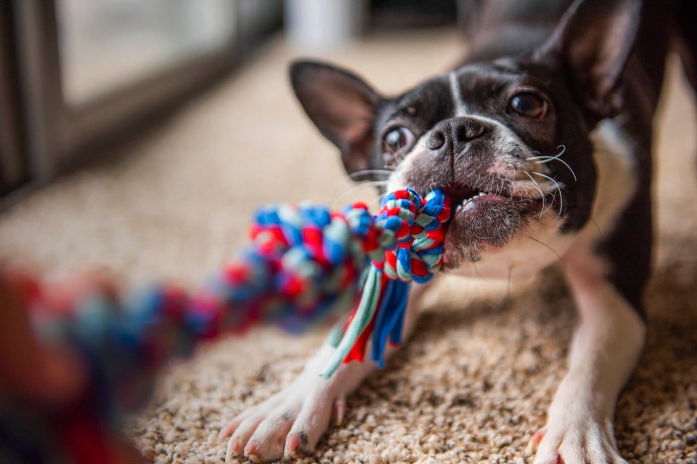 Aos 30 anos, elas criaram negócio de US$ 13 bilhões que atende cães como filhos — e faturam alto