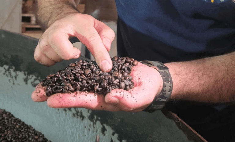 Café com menor pegada de carbono chega a primeira colheita no Brasil