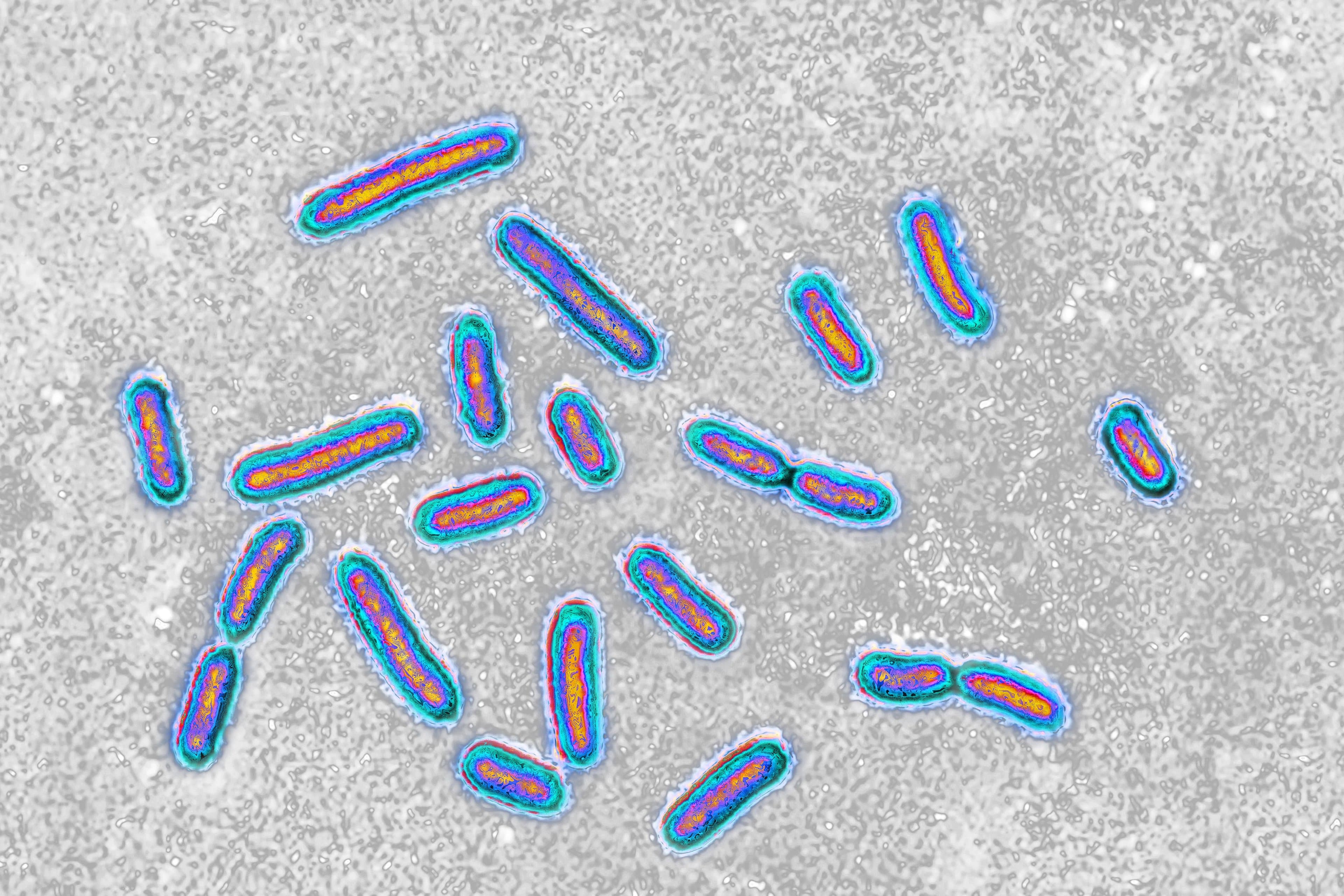 O que é a pseudomonas aeruginosa, bactéria encontrada na água Crystal