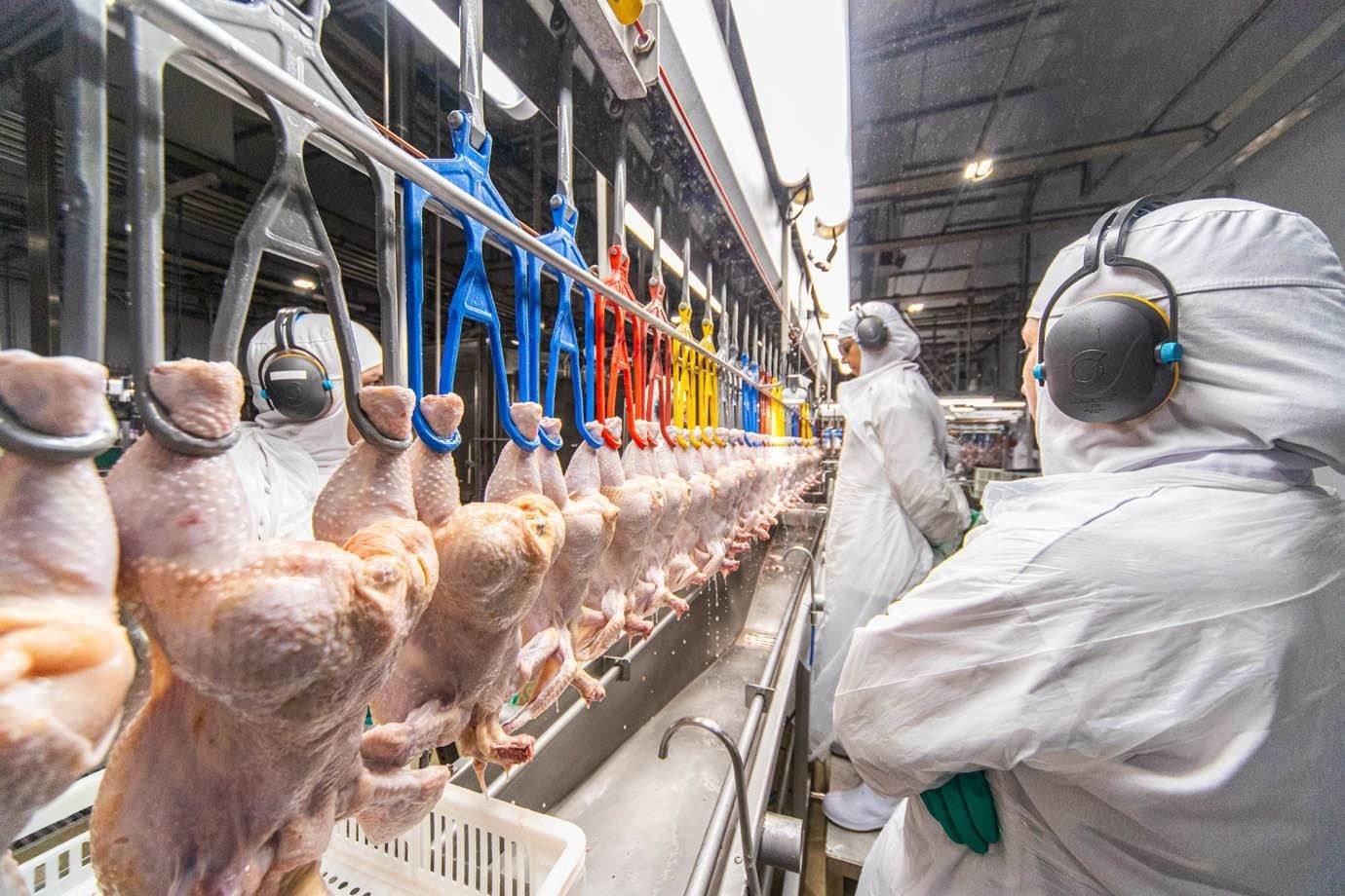 Por que o El Niño preocupa produtores de milho e de carne de frango