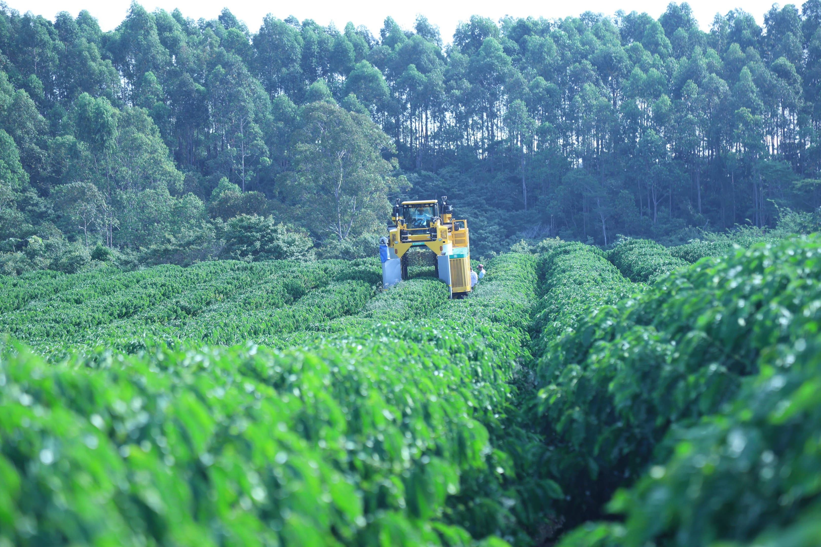 Nescafé ultrapassa metade do café global com agricultura regenerativa e acelera trabalho justo