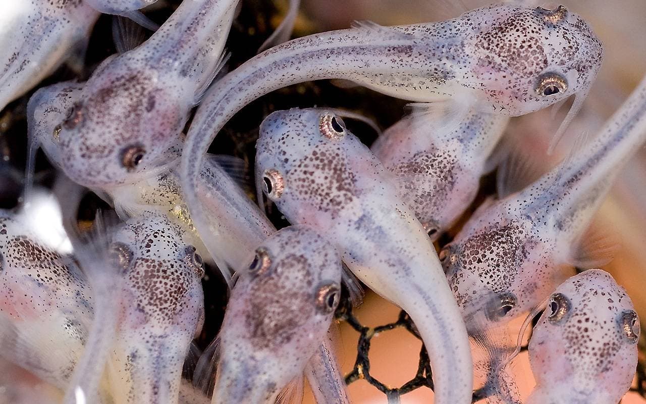 O peixe barato do Vietnã que ameaça US$ 1,9 bi na cadeia do bagre dos EUA