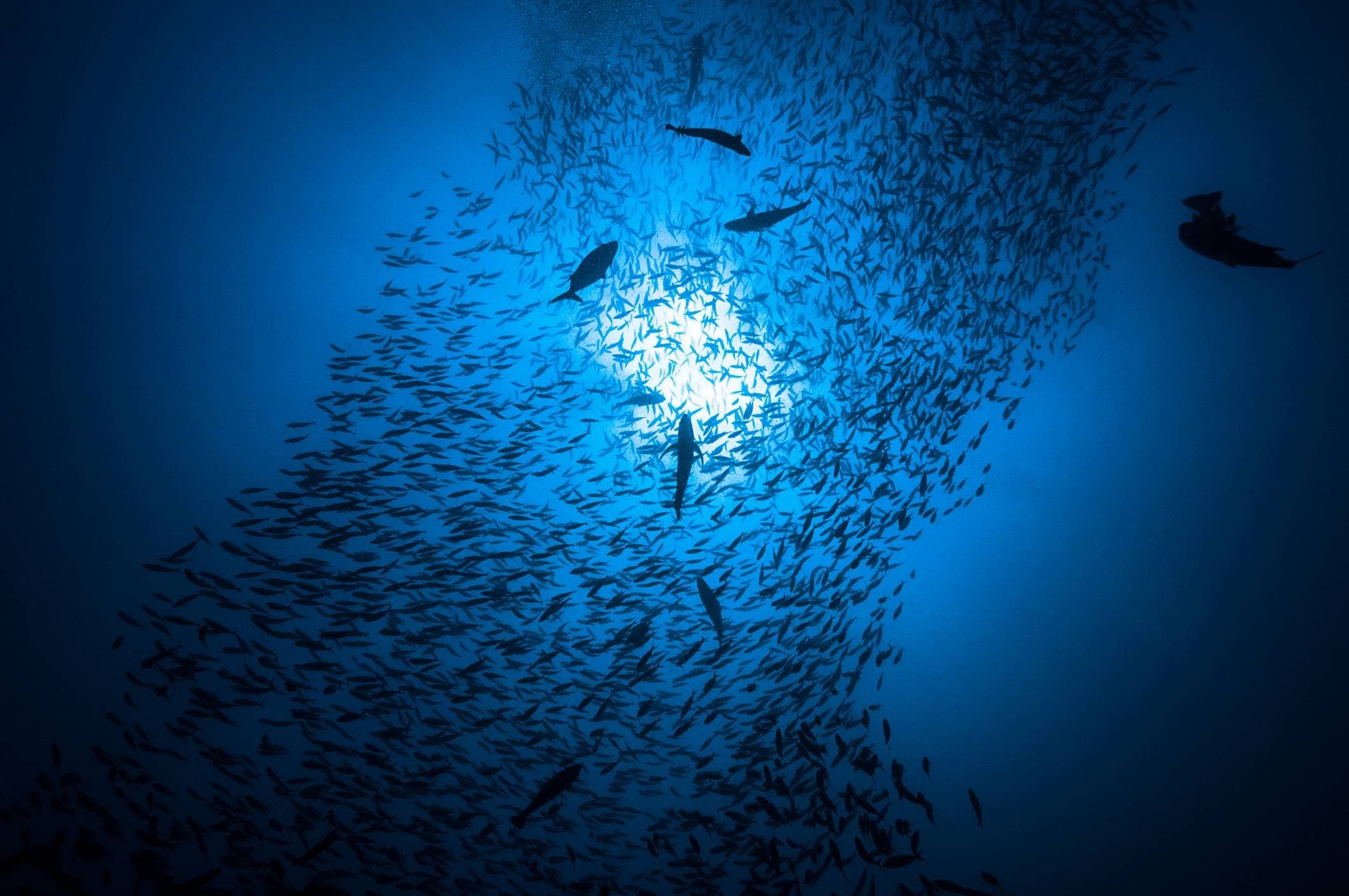 China inicia produção de peixes em plataforma no oceano