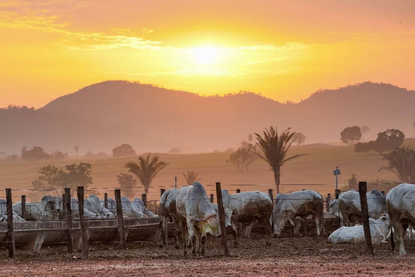 EUA e China lideram compras de carne do Brasil no primeiro semestre de 2026