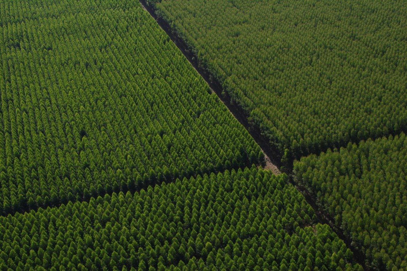 Para a Dexco, incêndios florestais são o maior risco climático e financeiro