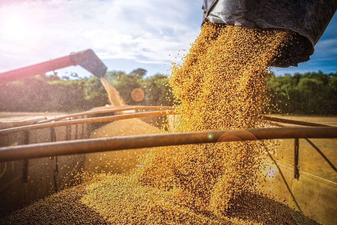 China registra safra recorde de grãos de verão e reforça produção agrícola em 2026