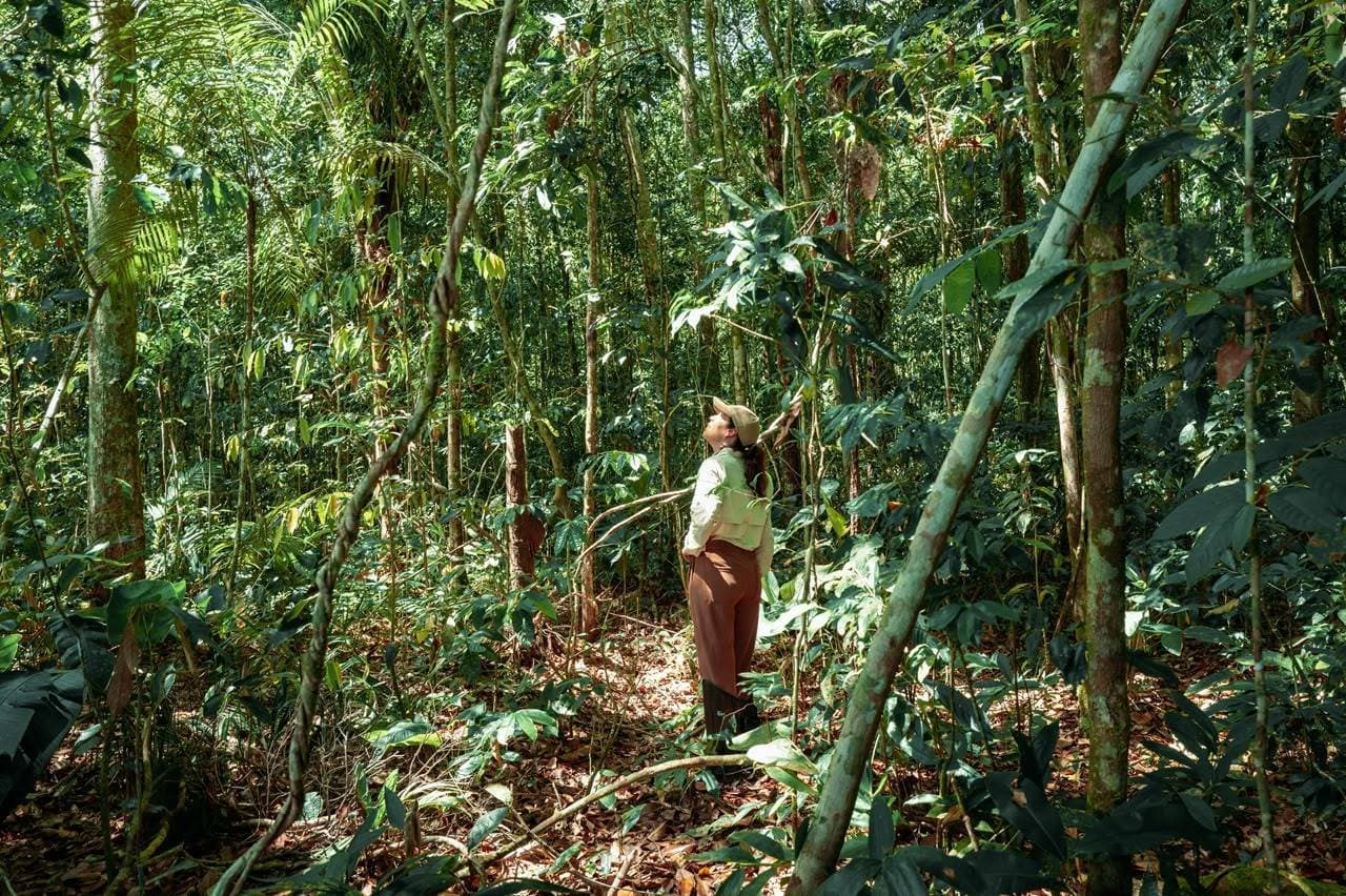 No arco do desmatamento, floresta da Vivo sai do papel um ano após o anúncio