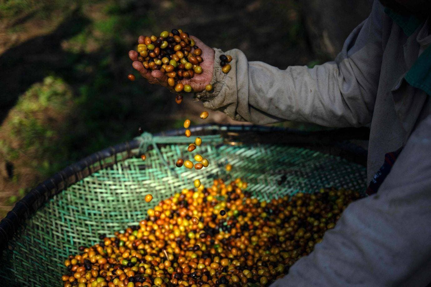 Tarifaço Trump: café, carnes e aviões escapam, enquanto madeira e açúcar terão tarifa de até 37,5%