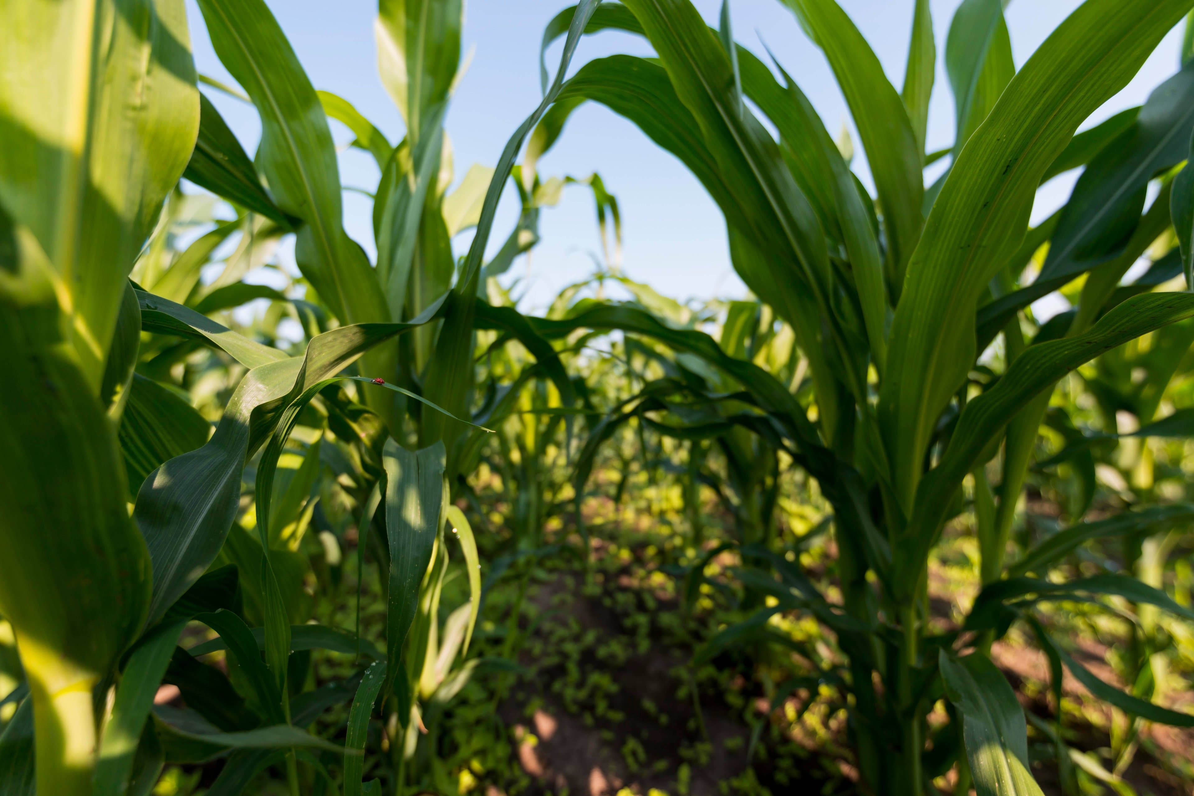 Milho e trigo: o estrago bilionário da onda de calor europeia na produção de alimentos