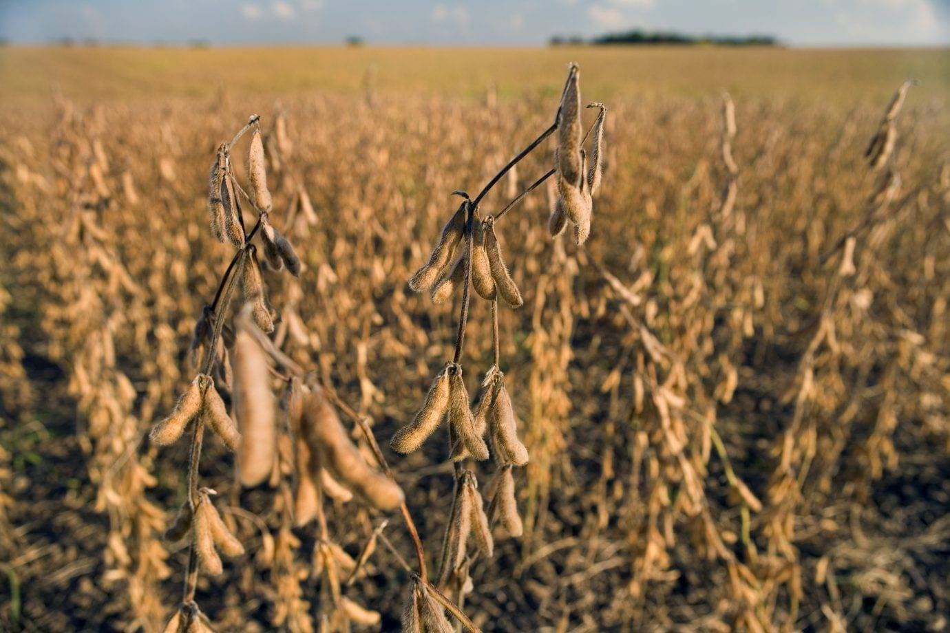 El Niño pode ser o mais forte desde 1950 — e ameaça até metade da soja no Brasil