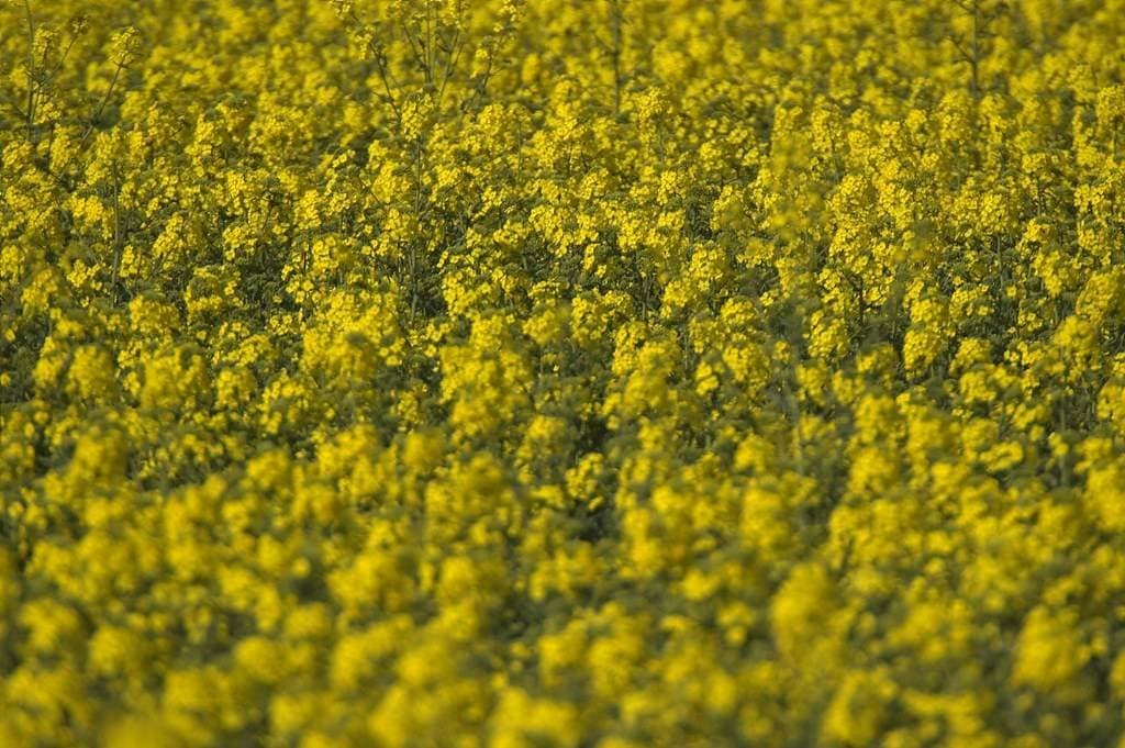 Do leite à batata: por que os agricultores estão colhendo de madrugada
