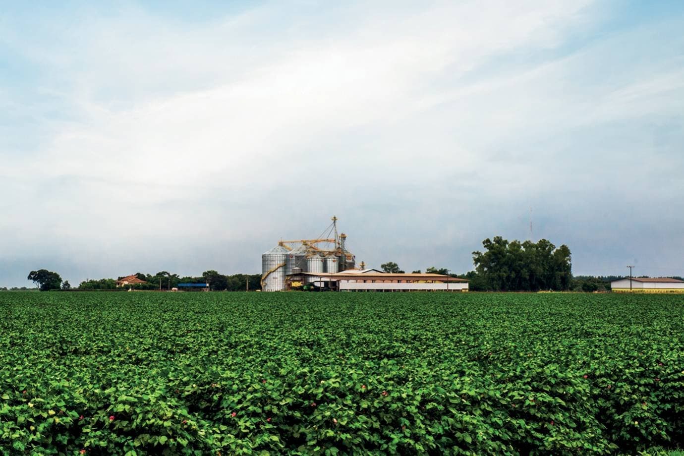 Cooperativas superam bancos no crédito rural e movimentam R$ 46 bilhões