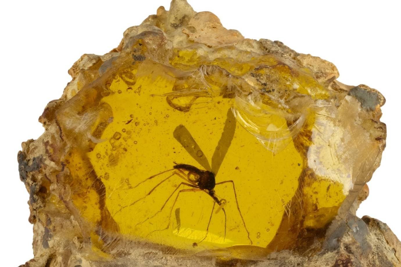 Fóssil de mosquito de 'Jurassic Park' é vendido por R$ 2,1 mi em leilão