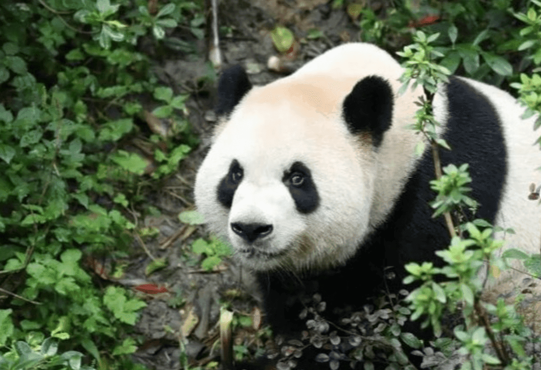 China envia pandas-gigantes aos EUA após encontro entre Xi Jinping e Donald Trump