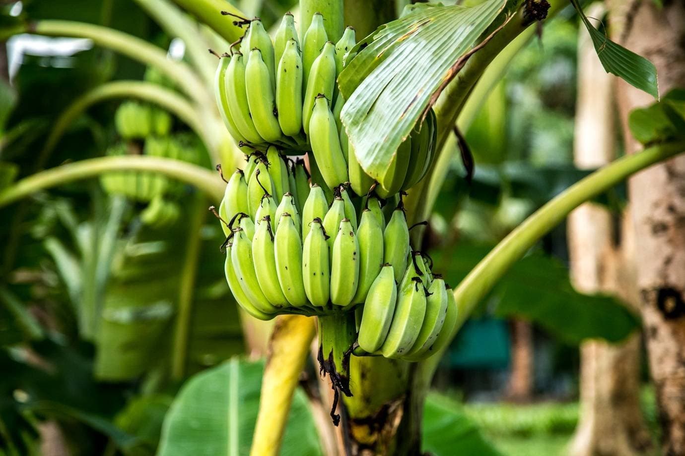 'Árvore contra a fome' pode alimentar milhões no mundo. Mas por que quase ninguém a cultiva?