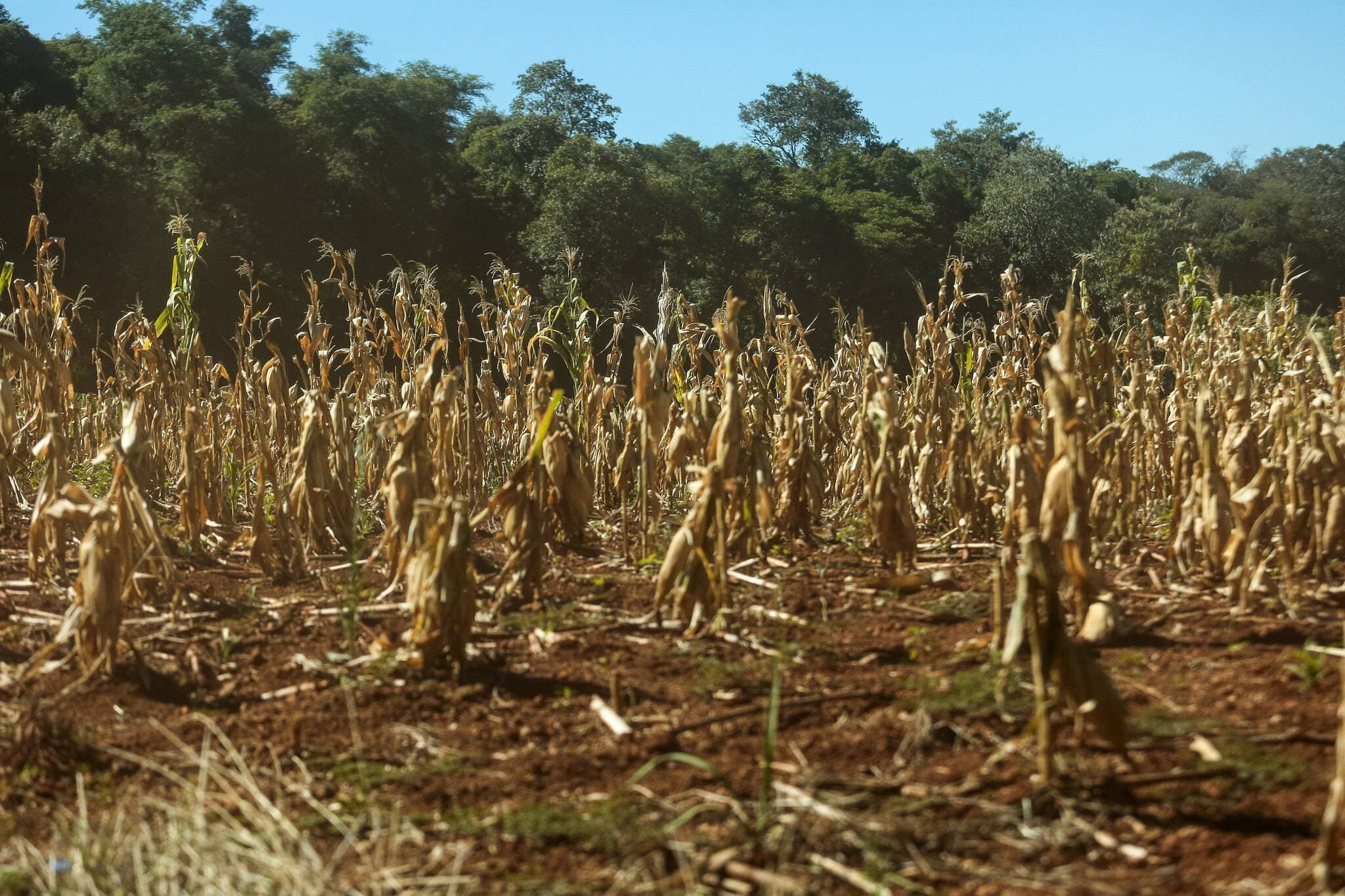 Seca extrema dispara no Brasil e acende alerta para o agro antes do verão