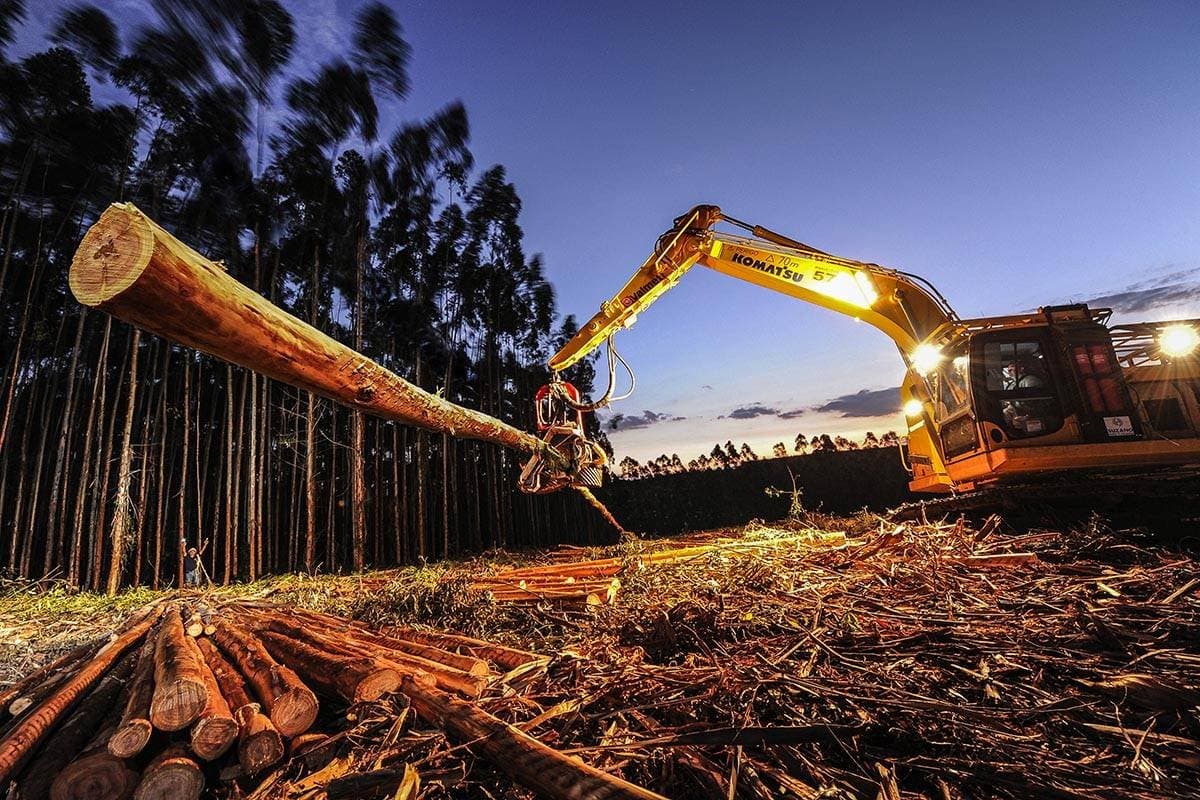 Celulose a US$ 600? Suzano testa alta antes da nova oferta de 2027
