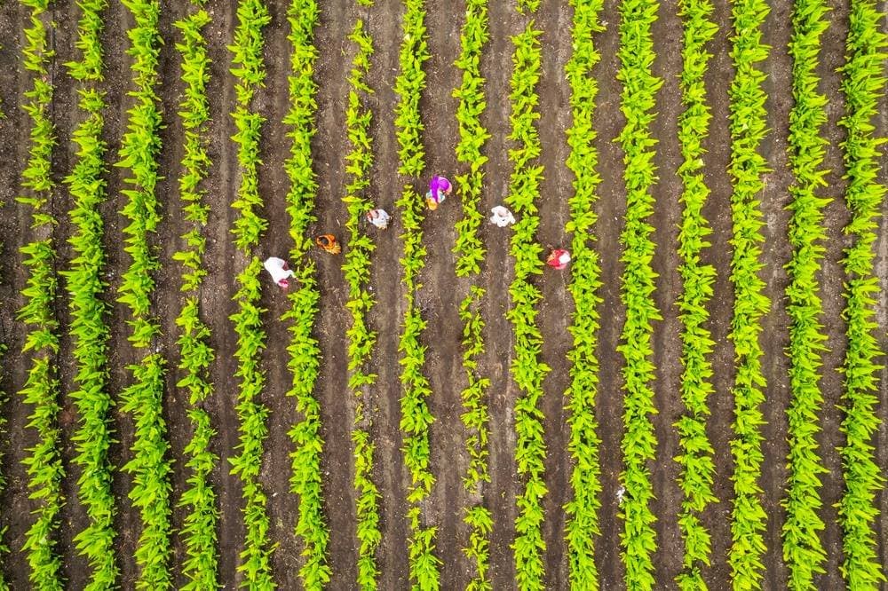 Dia da Agricultura: por que o clima pode definir o resultado da safra