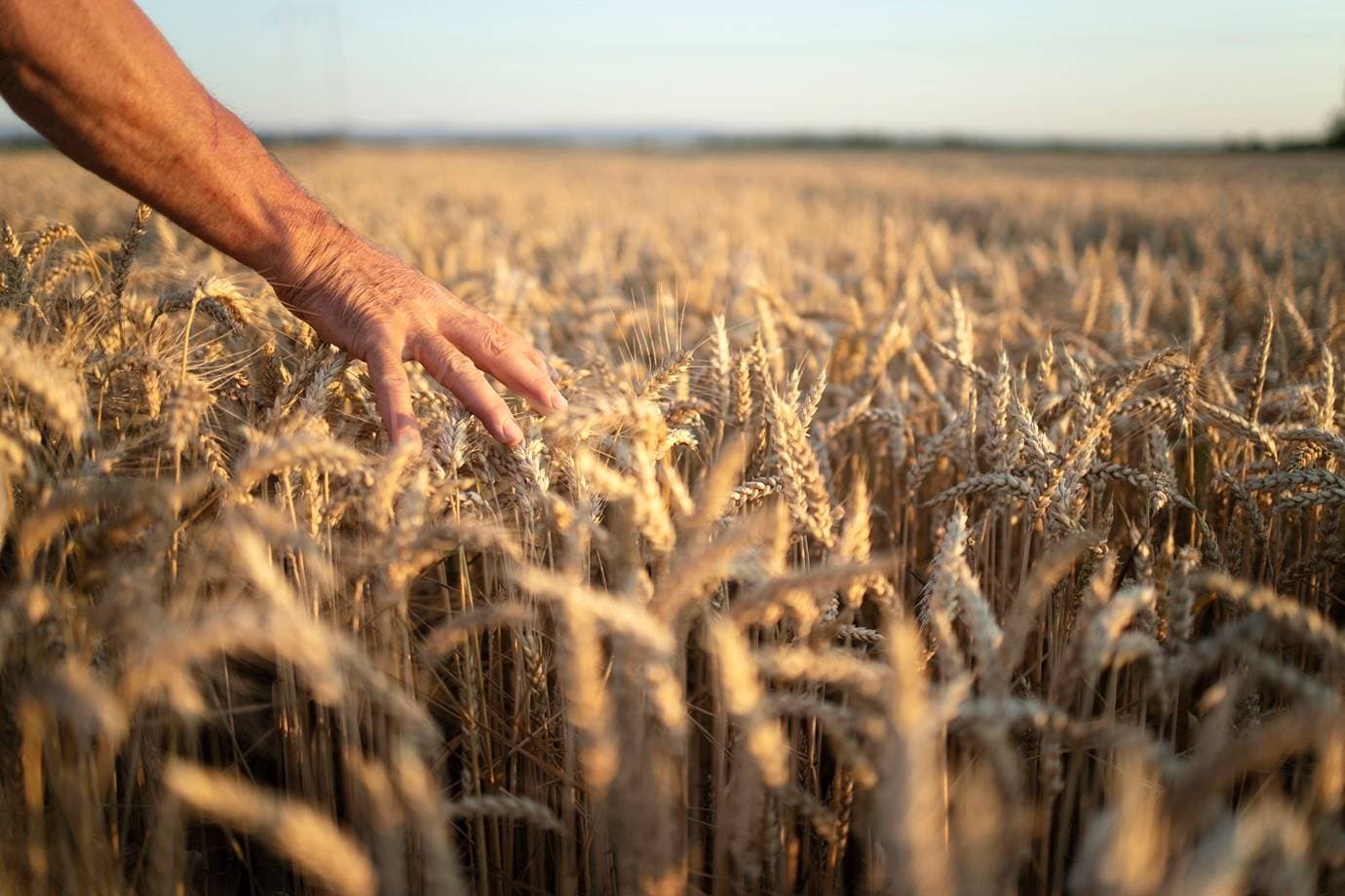 Cientistas descobrem nova defesa contra fungo que ameaça arroz, trigo e cevada