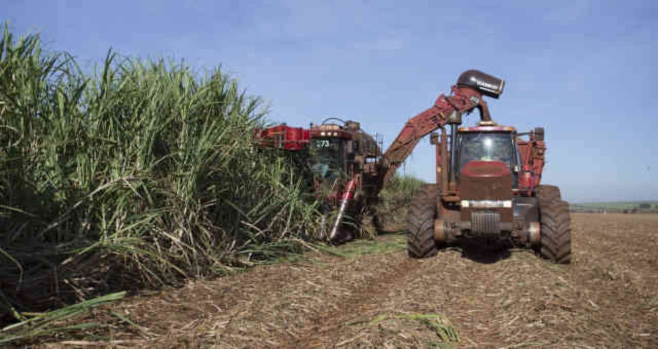 São Martinho cai após balanço do 4T26: analistas veem desafios; veja o que dizem Itaú, BTG e XP