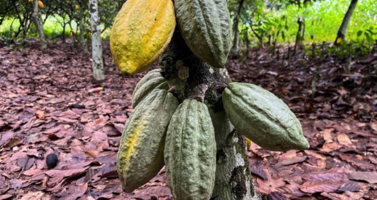 Cacau dispara com El Niño ameaçando plantações