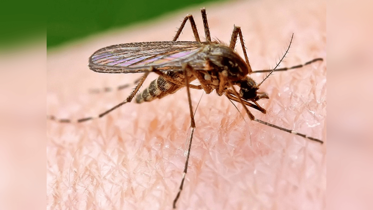 Por que o Google planeja soltar 32 milhões de mosquitos nos Estados Unidos?