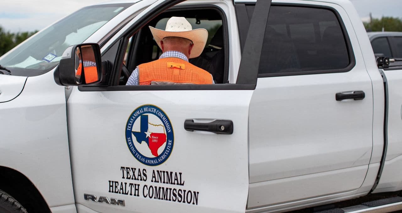 Pecuaristas do Texas estão em alerta após a detecção de parasita em bezerro