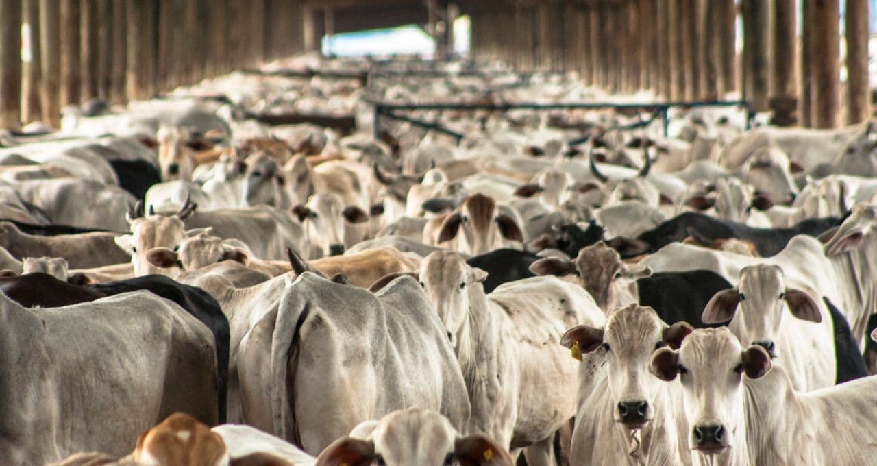 Parasita ameaça rebanho já escasso dos EUA, mas pode abrir caminho para importações de gado do México, vê BTG