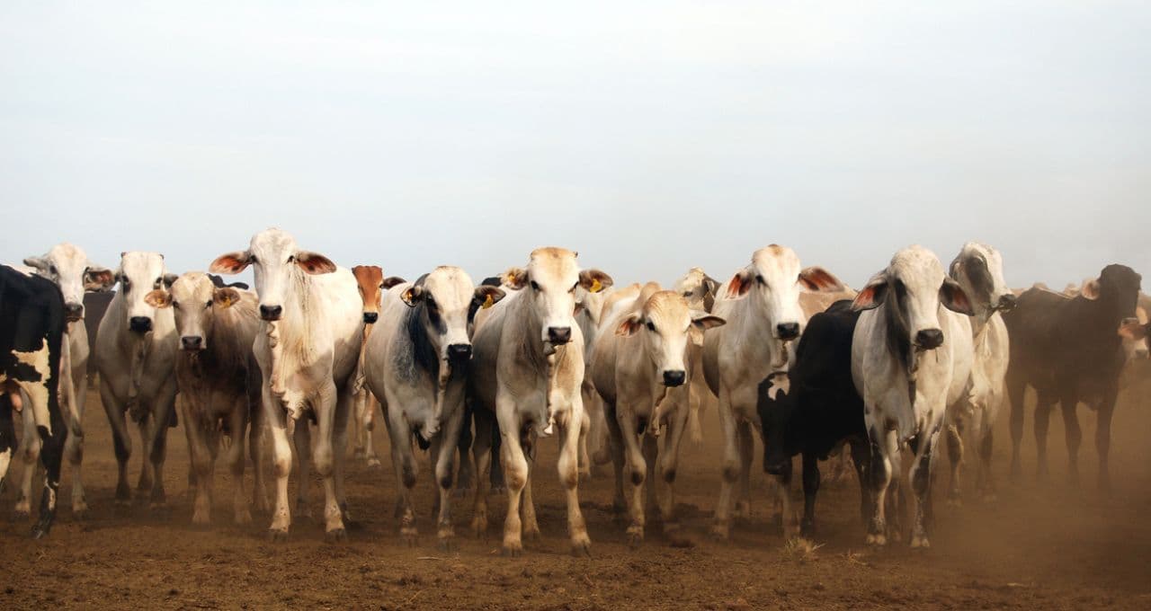 BEEF3, JBSS32 e MBRF3: Veto da UE para carne brasileira traz diferentes impactos para ações, aponta Genial