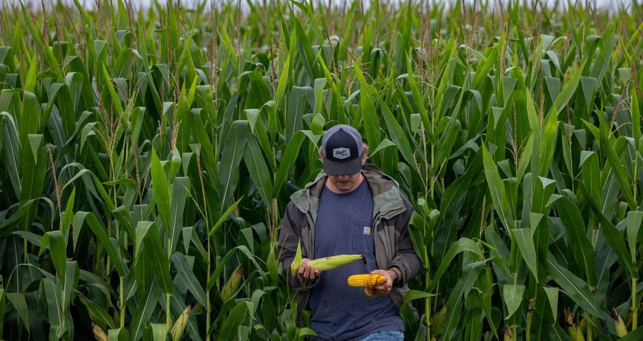 Vendas antecipadas de milho de MT para 26/27 estão lentas por incertezas com El Niño