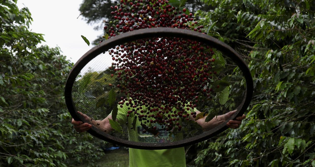 Exportação de café do Brasil tem 1ª alta mensal desde 2024 com impulso dos canéforas, diz Cecafé