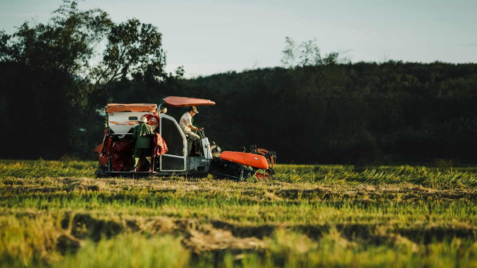 Safra recorde de soja, exportações em alta e boi valorizado: As perspectivas para o agro do BB Investimentos