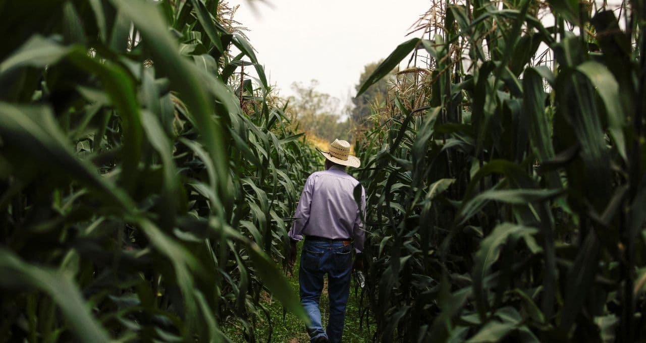 Agroconsult eleva previsão da segunda safra de milho do Brasil, mas vê queda anual