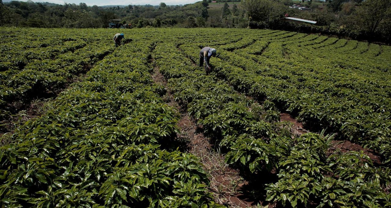 Café do DF? Projeto em região de Brasília investe em qualidade para competir com protagonismo do Sudeste