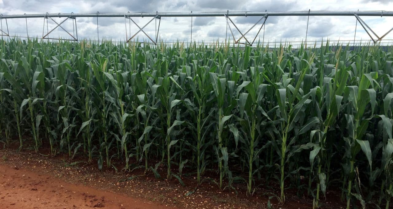 Plano Safra 2026/27 será lançado na próxima terça-feira; Lula deve participar apenas de lançamento para agricultura familiar