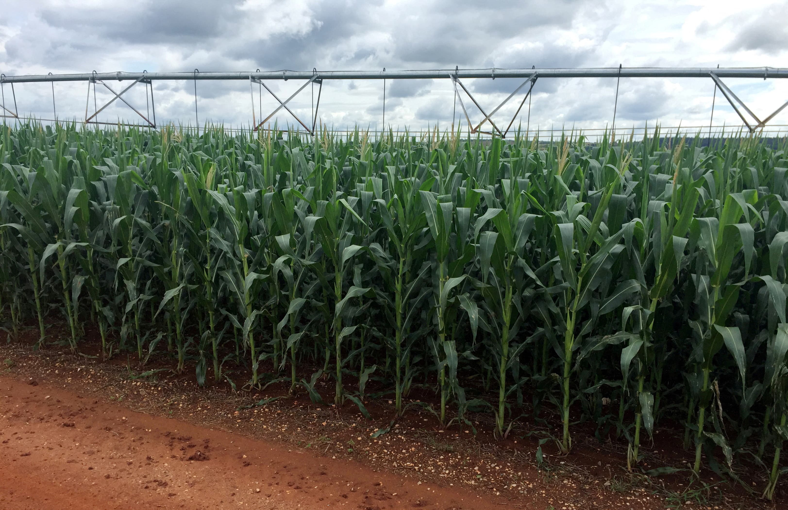 Plano Safra 26/27 terá R$ 525,1 bi para agro empresarial, alta de 1,7%, diz ministério