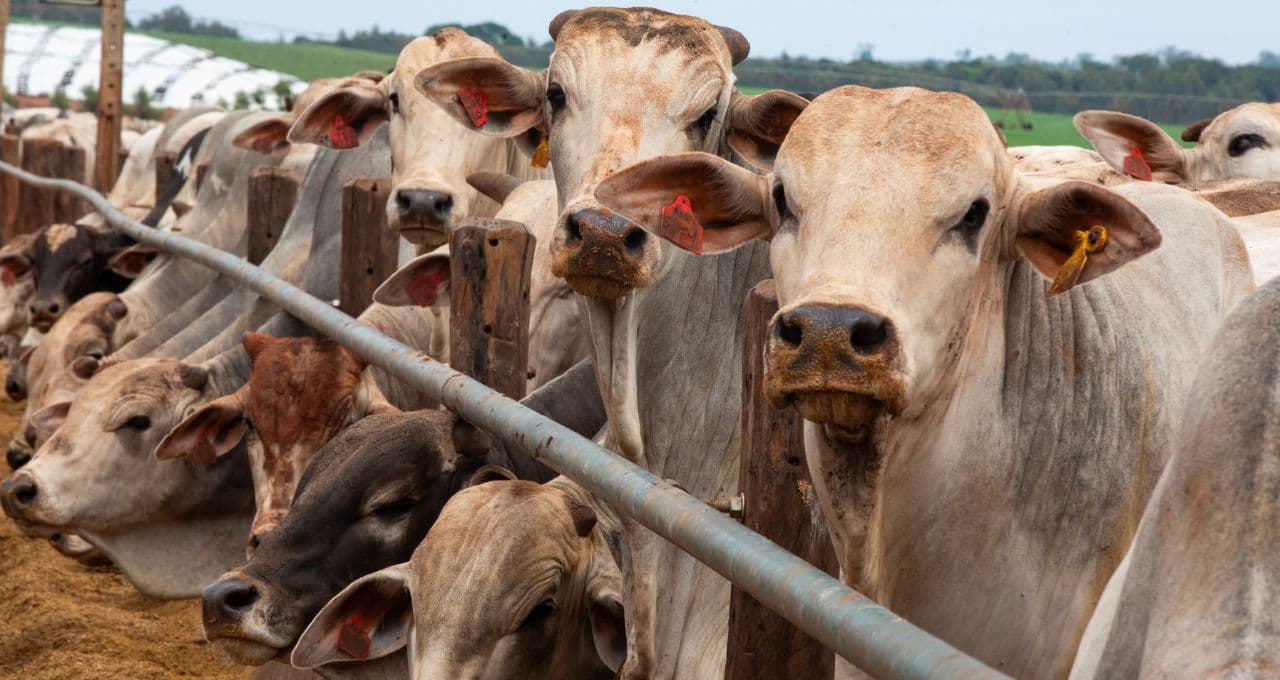 Governo ajusta controles de exportação de carnes para atender exigências contra antimicrobianos da UE