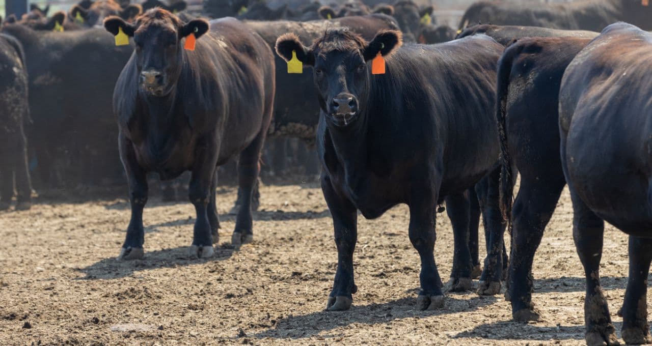Antimicrobianos: culpa da União Europeia ou o Brasil não fez a lição de casa?