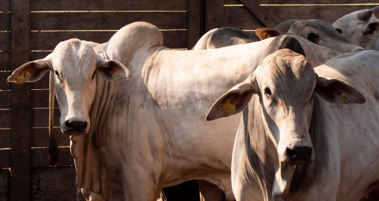 Ministério da Agricultura desmente informação sobre suposta taxação da China sobre carne bovina brasileira