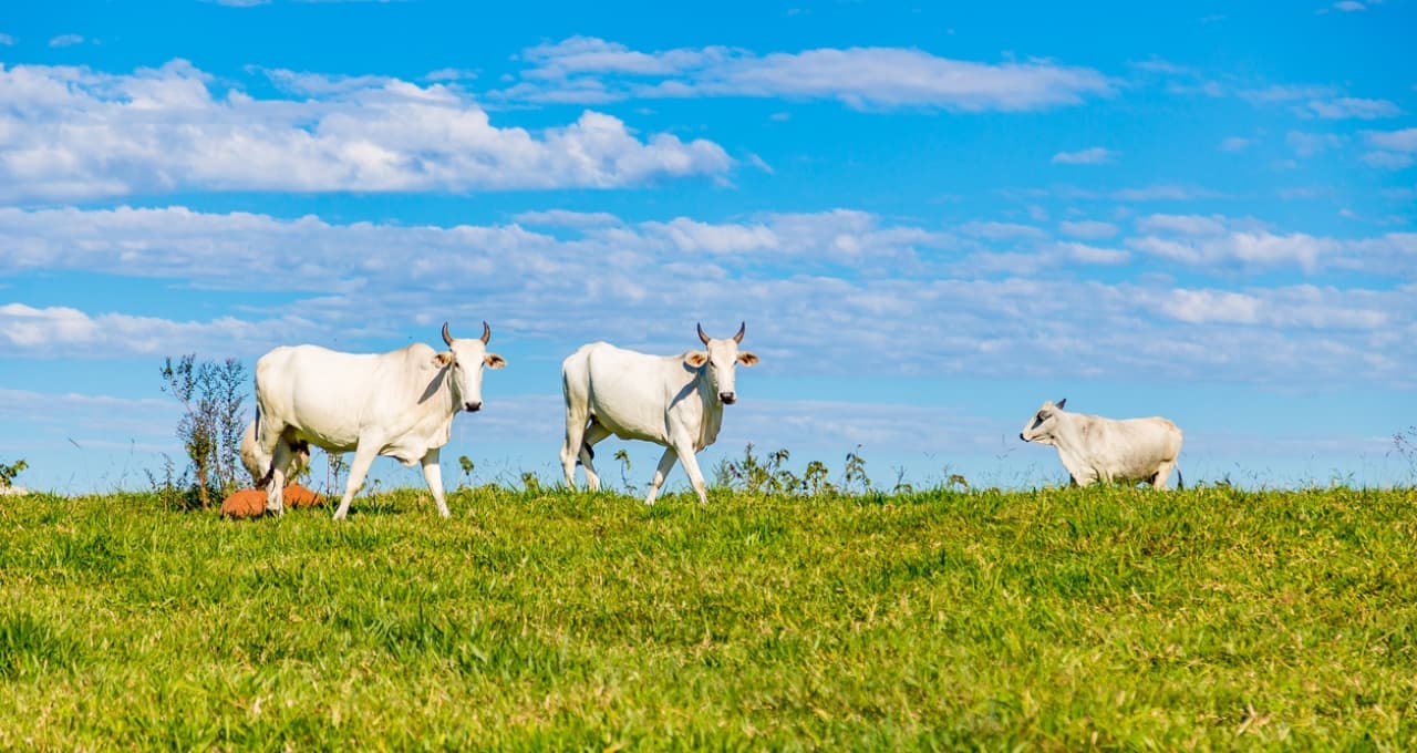 JBSS32, MBRF3 e BEEF3: o vencedor do 2T26 e o frigorífico para ter na carteira, segundo BTG e Itaú BBA