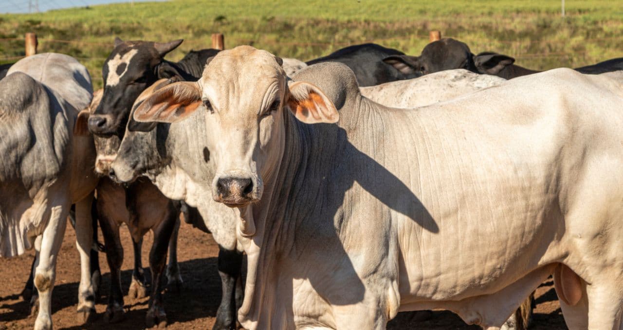 Carne bovina: Brasil atinge 90% da cota anual de exportação para China