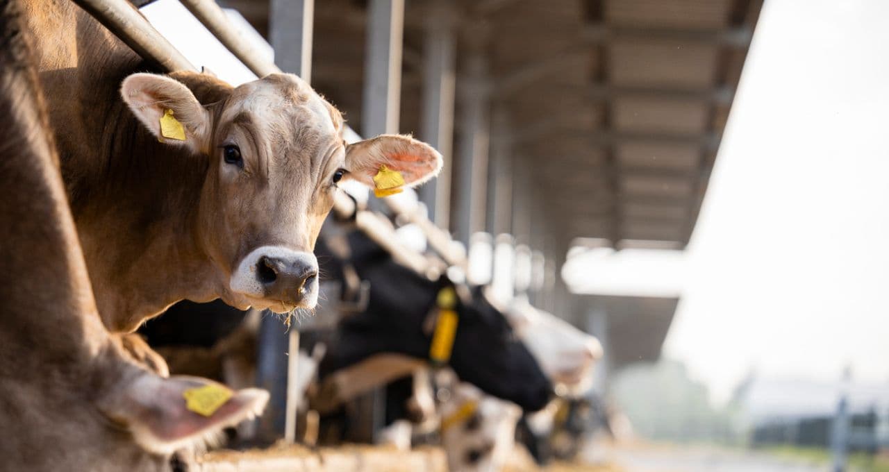 Carne mais barata? Trump libera importação sem tarifa e promete redução de 25% nos preços