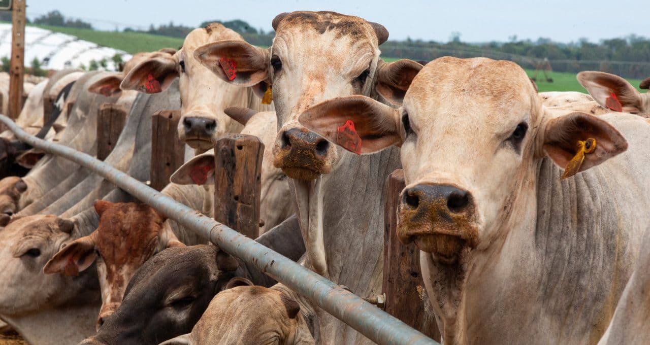 Brasil deve aproveitar cota de carne bovina dos EUA, que mitiga taxa da China, diz Abrafrigo