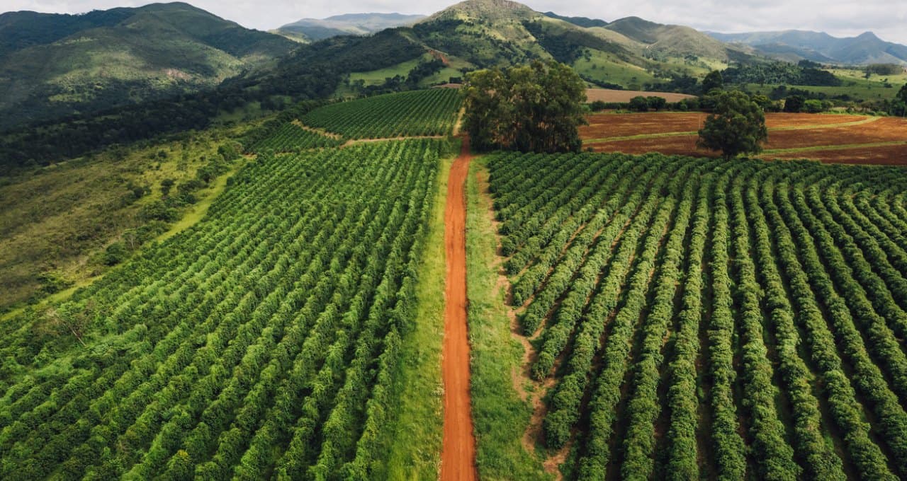 Variedades agrícolas resilientes à mudança do clima atenuam efeito sazonal na inflação