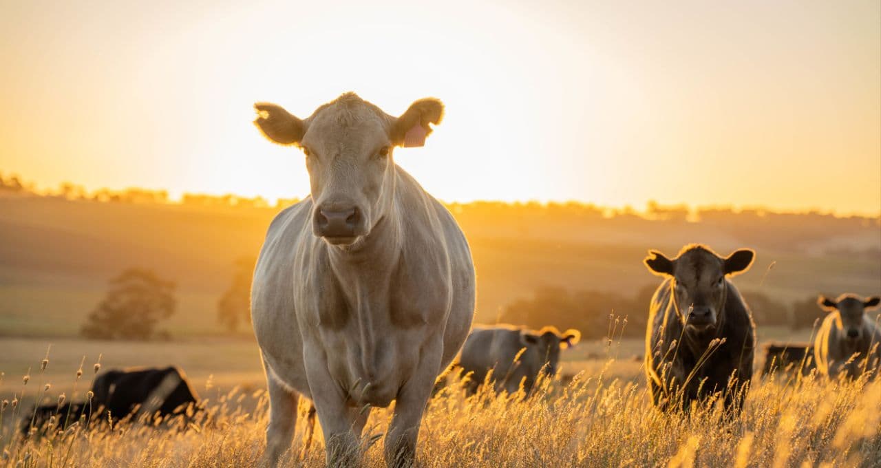 Ministros do Mercosul fracassam em acordo de divisão da cota de carne exportada à UE