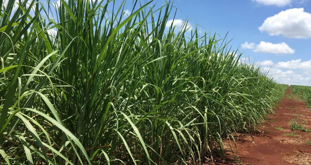 Carbono Oculto: empresários Beto Louco e Primo são acusados por lavagem de dinheiro em usinas de açúcar