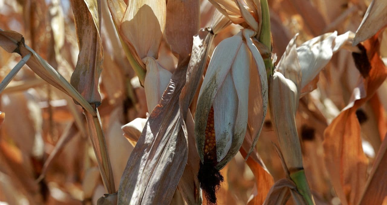 Safras de milho e beterraba da França devem ser as menores em quase 50 anos