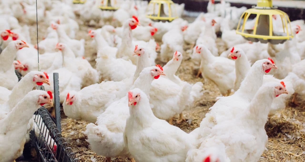 União Europeia avança em negociação e abre caminho para volta do frango brasileiro