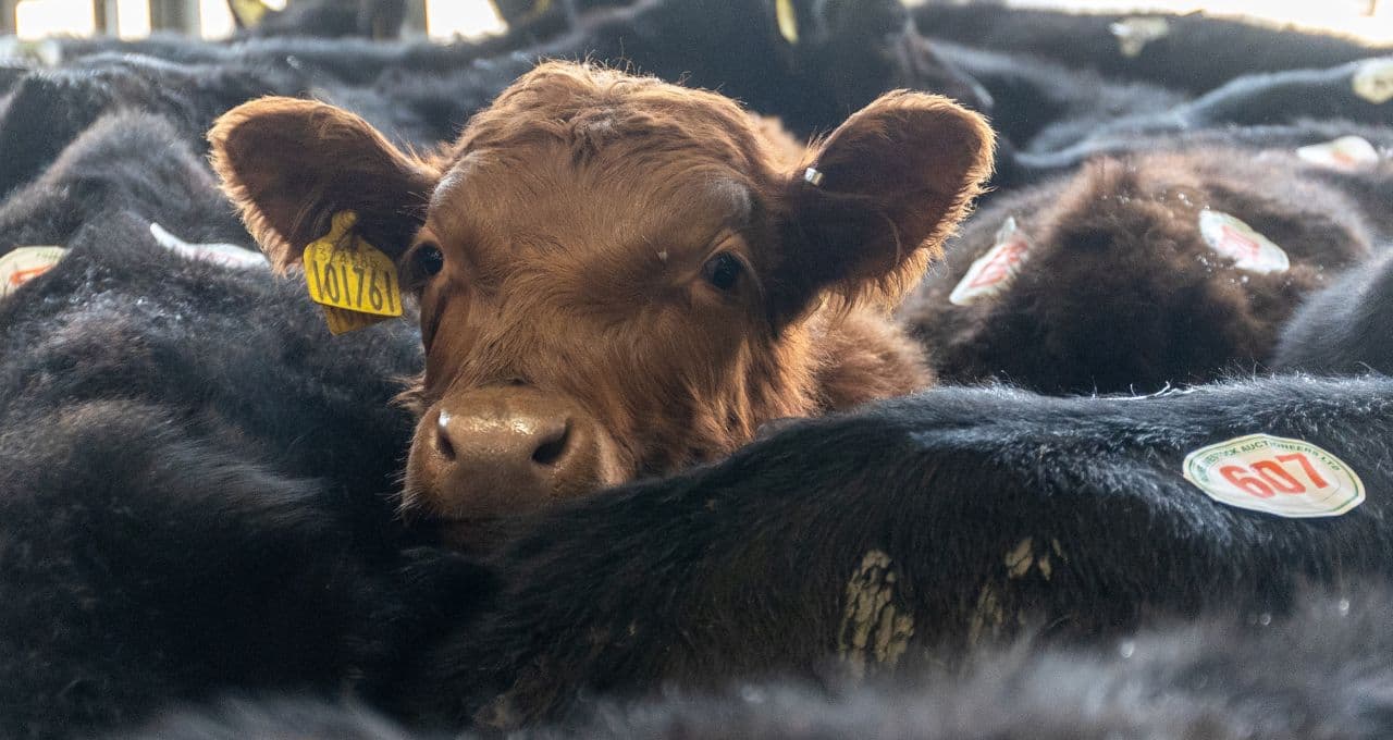 Brasil pode usar cota de carne do Uruguai? China tem palavra final e OMC impõe regras