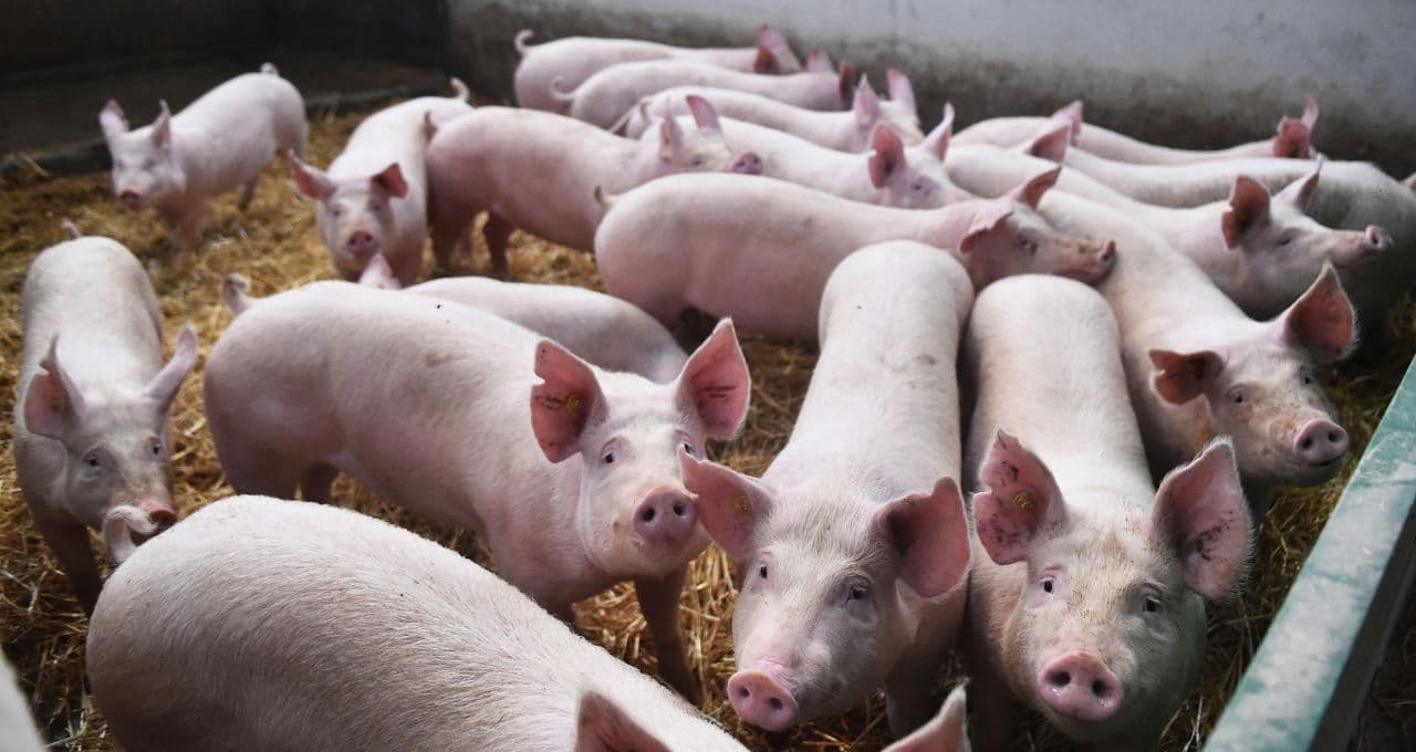 ‘Inspira bastante cuidado’: Suinocultura terá alívio no fim do ano, mas El Niño preocupa para 2027